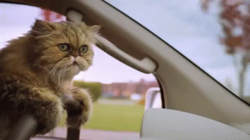 TOP 10 des GIF animations de chats et de voitures - LegiPermis